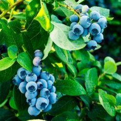 Tifblue Blueberry Bush -Fruit Tree Shop TifBlue Blueberry 1