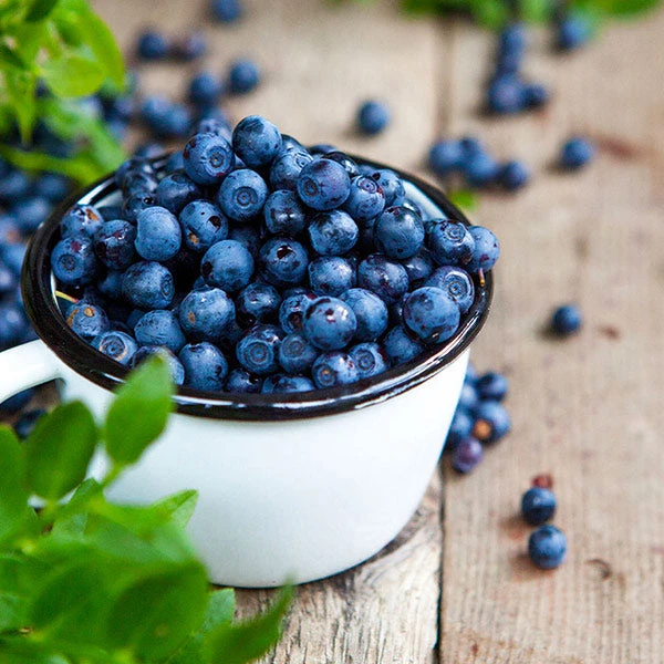 Tifblue Blueberry Bush 1 Tifblue Blueberry Bush