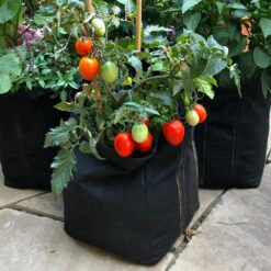 Patio Tomato Garden -Fruit Tree Shop Tomato Garden kit 1
