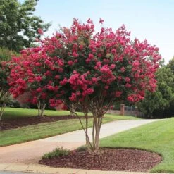 Tonto Crape Myrtle Tree -Fruit Tree Shop Tonto Crape Myrtle 2