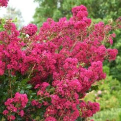 Tonto Crape Myrtle Tree -Fruit Tree Shop Tonto Crape Myrtle 5 FGT