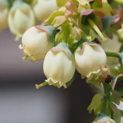 Top Hat Blueberry Bush -Fruit Tree Shop TopHat BLueberry 3