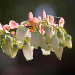 Toro Blueberry Bush - USDA Organic -Fruit Tree Shop Toro Blueberry 3 1cbc3ceb 6262 43bb 917a 490851827d67