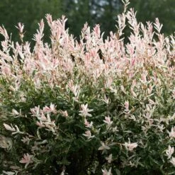 Tri-Color Dappled Willow -Fruit Tree Shop Tri color Willow 1 FGT