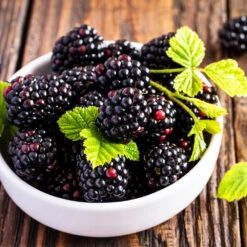 Triple Crown Blackberry Plant - USDA Organic -Fruit Tree Shop Triple Crown Blackberry 2 f4c1707d 0278 4583 832b 171127df1ba2