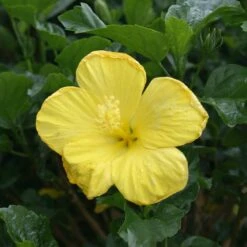 Yellow Tropical Hibiscus Tree -Fruit Tree Shop Tropical Hibiscus Yellow 3