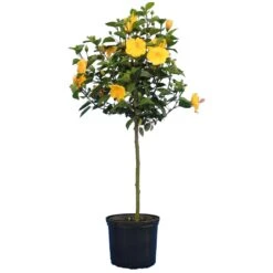 Yellow Tropical Hibiscus Tree -Fruit Tree Shop Tropical Hibiscus Yellow 4