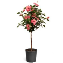Pink Tropical Hibiscus Tree 9 Pink Tropical Hibiscus Tree -Fruit Tree Shop Tropical Pink Hibiscus 2