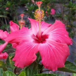 Pink Tropical Hibiscus Tree 7 Pink Tropical Hibiscus Tree -Fruit Tree Shop Tropical Pink Hibiscus 3 FGT