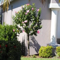 Pink Tropical Hibiscus Tree 8 Pink Tropical Hibiscus Tree -Fruit Tree Shop Tropical Pink Hibiscus 6