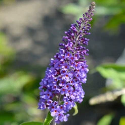 True Blue Butterfly Bush (Tree Form) -Fruit Tree Shop True Blue Butterfly 3 BB