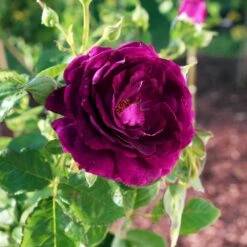Twilight Rose Shrub -Fruit Tree Shop Twilight Rose Shrub 1