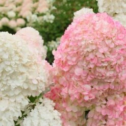 Vanilla Strawberry™ Hydrangea Shrub -Fruit Tree Shop Vanilla Strawberry Hydrangea 2 FGT