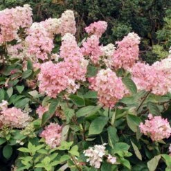 Vanilla Strawberry™ Hydrangea Shrub -Fruit Tree Shop Vanilla Strawberry Hydrangea 3 FGT