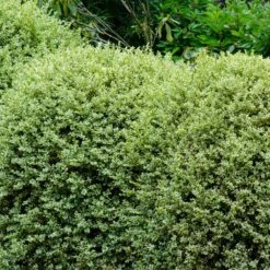 Variegated Boxwood Shrub -Fruit Tree Shop Variegated Boxwood 1