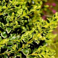 Variegated Boxwood Shrub -Fruit Tree Shop Variegated Boxwood 4 FGT
