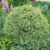 Variegated Boxwood Shrub