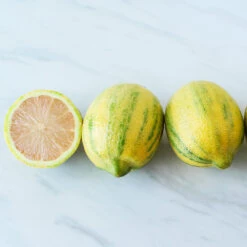 Pink Variegated Eureka Lemon Bush -Fruit Tree Shop Variegated Pink Eureka 2 BB