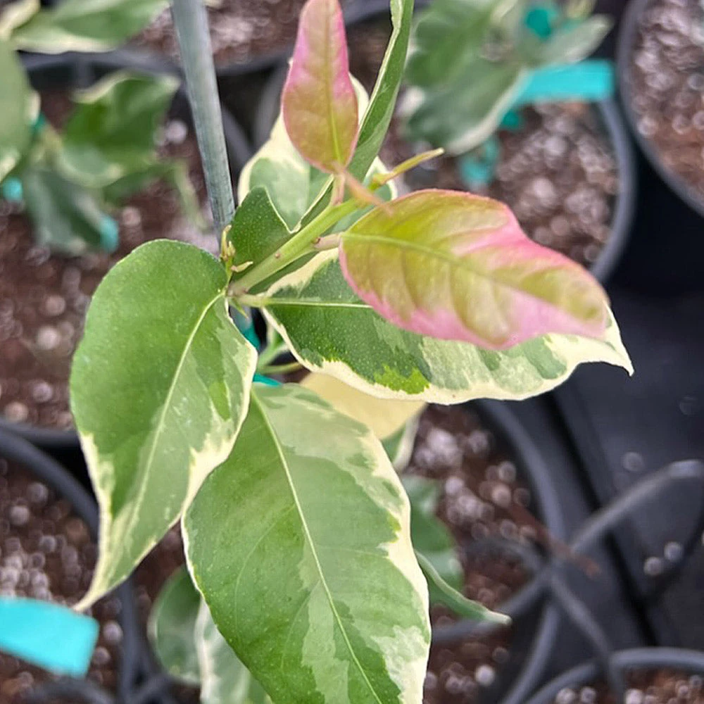 Pink Variegated Eureka Lemon Tree 6 Pink Variegated Eureka Lemon Tree - Image 6