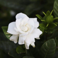 Gardenia 'Veitchii' Shrub 5 Gardenia 'Veitchii' Shrub -Fruit Tree Shop Veitchii Gardenia 2 FGT
