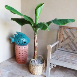 Boho House Plant Kit -Fruit Tree Shop Veranda Banana 3 9a882426 fee0 400e bf5e cc653dcfb427