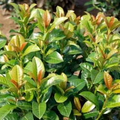 Volcano Cherry Laurel -Fruit Tree Shop Volcano Laurel 3 FGT