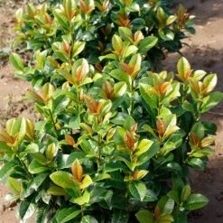 Volcano Cherry Laurel -Fruit Tree Shop Volcano Laurel 4