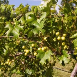 Wine Lover's Kit -Fruit Tree Shop WIne Lovers Kit 2