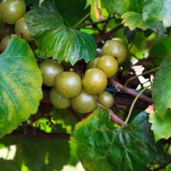 Wine Lover's Kit -Fruit Tree Shop WIne Lovers Kit 3