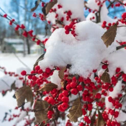 Winter Red Winterberry Holly Shrub -Fruit Tree Shop WInter Red winterberry 3
