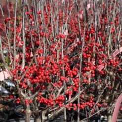 Winter Red Winterberry Holly Shrub -Fruit Tree Shop WInter Red winterberry 3G