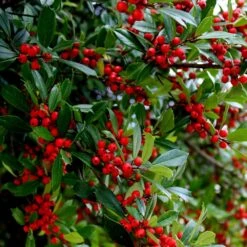 Winter Red Winterberry Holly Shrub -Fruit Tree Shop WInter Red winterberry 6