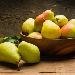 Warren Pear Tree -Fruit Tree Shop Warren Pear Tree 1