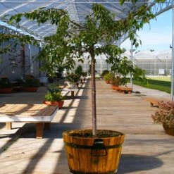 Weeping Extraordinaire™ Cherry Tree -Fruit Tree Shop Weeping Extraordinaire Cherry 1