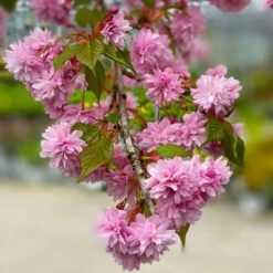 Weeping Extraordinaire™ Cherry Tree -Fruit Tree Shop Weeping Extraordinaire Cherry 2