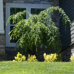 Weeping Extraordinaire™ Cherry Tree -Fruit Tree Shop Weeping Extraordinaire Cherry 4
