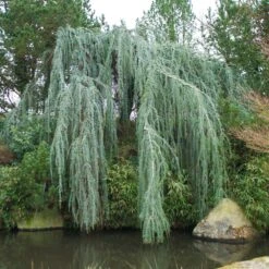 Weeping Blue Atlas Cedar Tree -Fruit Tree Shop Weeping Blue atlas Cedar 1