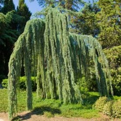 New Arrival -Fruit Tree Shop Weeping Blue atlas Cedar 2