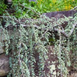 Weeping Blue Atlas Cedar Tree -Fruit Tree Shop Weeping Blue atlas Cedar 5 FGT
