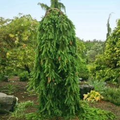 New Arrival -Fruit Tree Shop Weeping Norway SPruce 1
