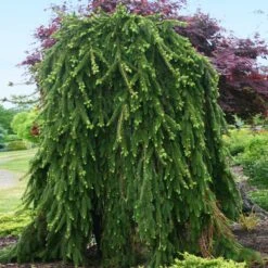 Weeping Norway Spruce Tree -Fruit Tree Shop Weeping Norway SPruce 2