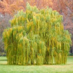 Weeping Willow -Fruit Tree Shop Weeping Willow 11 FGT