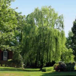Weeping Willow -Fruit Tree Shop Weeping Willow 2 FGT