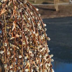 Weeping Pussy Willow -Fruit Tree Shop Weeping pussy willow 2 FGT