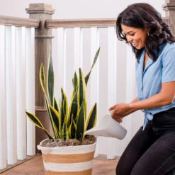 Air-Purifying House Plant Kit 14 Air-Purifying House Plant Kit -Fruit Tree Shop Whie Watering Can 2 af5196b4 a77c 4b15 b895 8aae9ad1b861