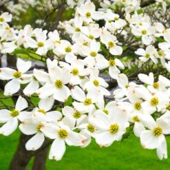 White Dogwood -Fruit Tree Shop White Dogwood 19 FGT