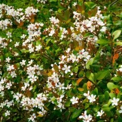 Snow White Indian Hawthorn Shrub -Fruit Tree Shop White Indian Hawthorn 1