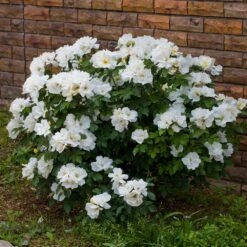 White Knock Out® Rose -Fruit Tree Shop White Knockout Rose 4