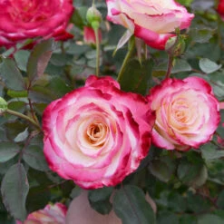 White Lies™ Rose Shrub -Fruit Tree Shop White Lies Rose 2