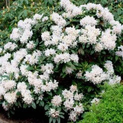 New Arrival -Fruit Tree Shop White Rhododendron 1 FGT